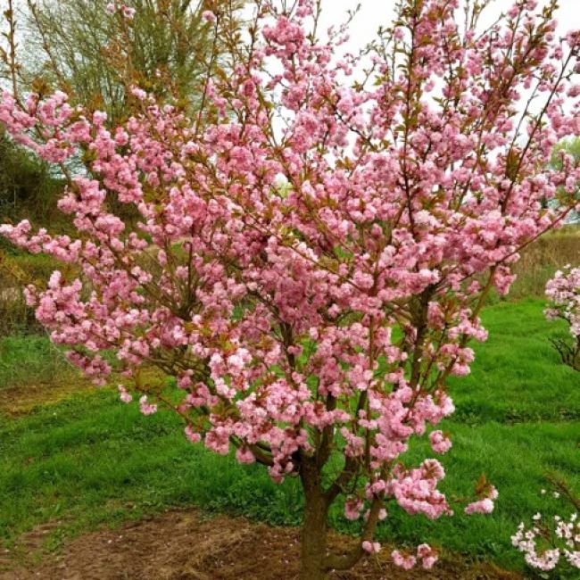 asano Baum