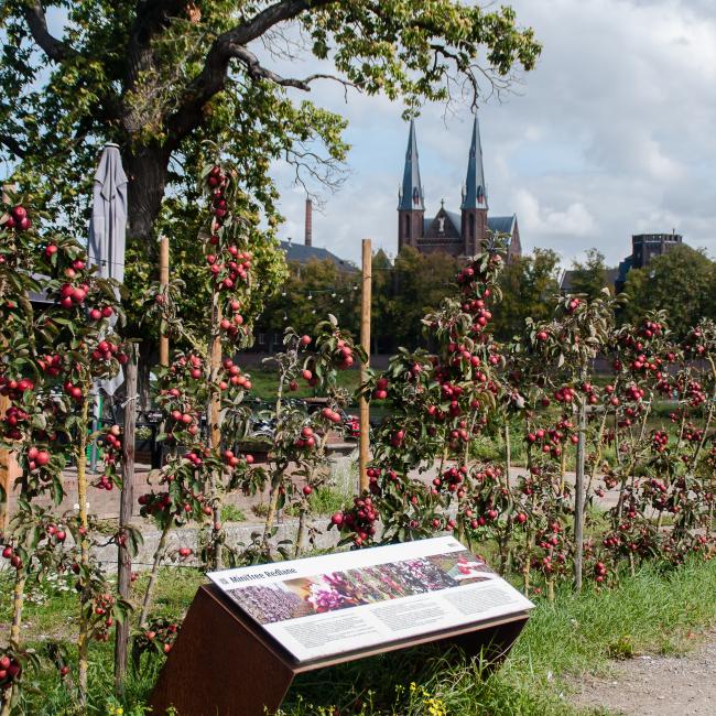 Redlane Hecke an der Maas horizontal