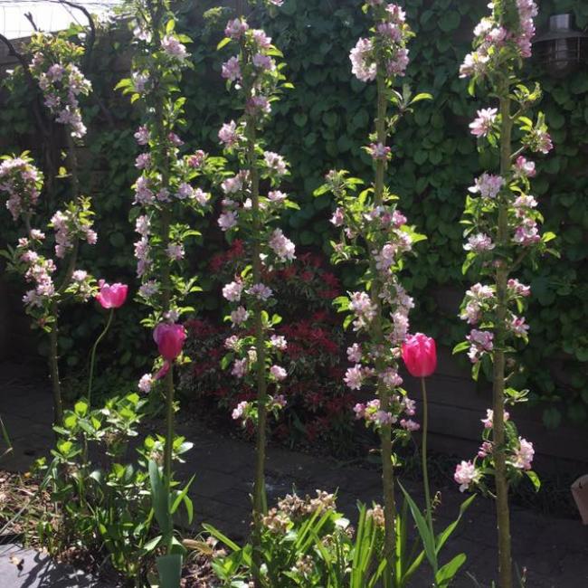 Blühende Redspring-Hecke mit Tulpen 2