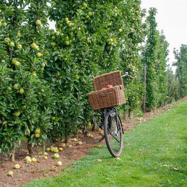 Fahrrad mit Korb voller Äpfel