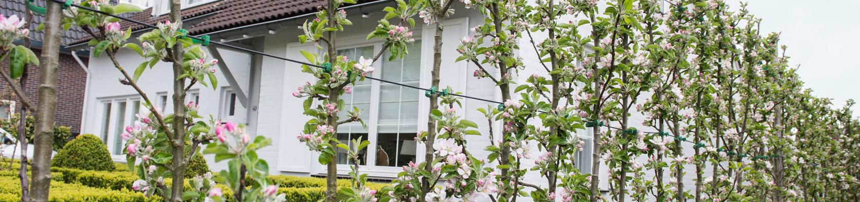 Hecke Redspring Blüte Mieke Mini-Apfelbaum