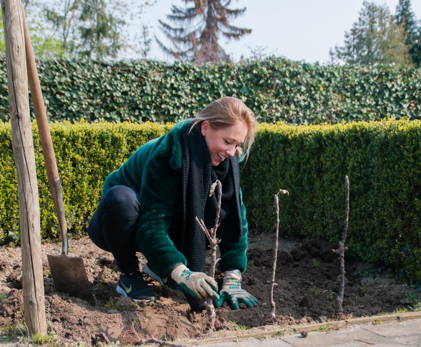 2019 Minitree wurzelnackt pflanzen