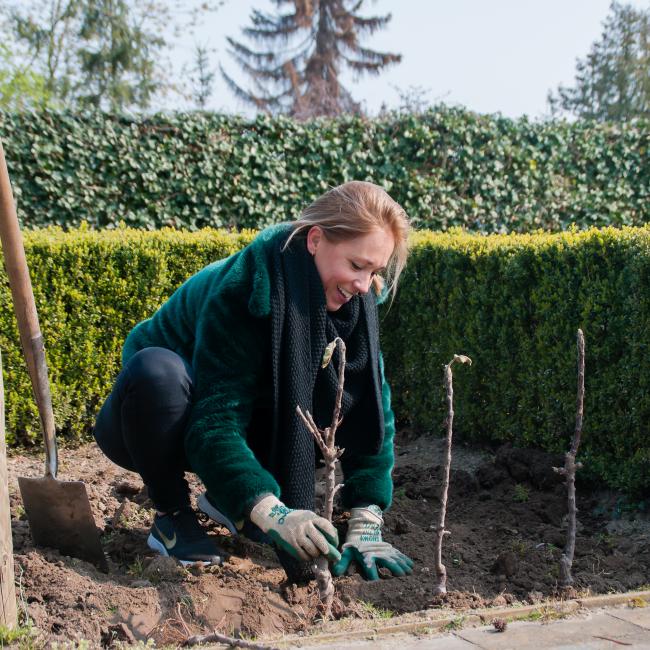 2019 Minitree wurzelnackt pflanzen