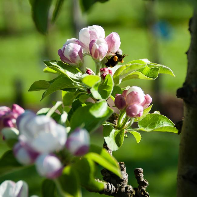 Blüten magic blossom Biene