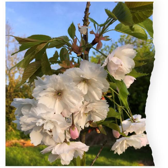 blushing bride blüten