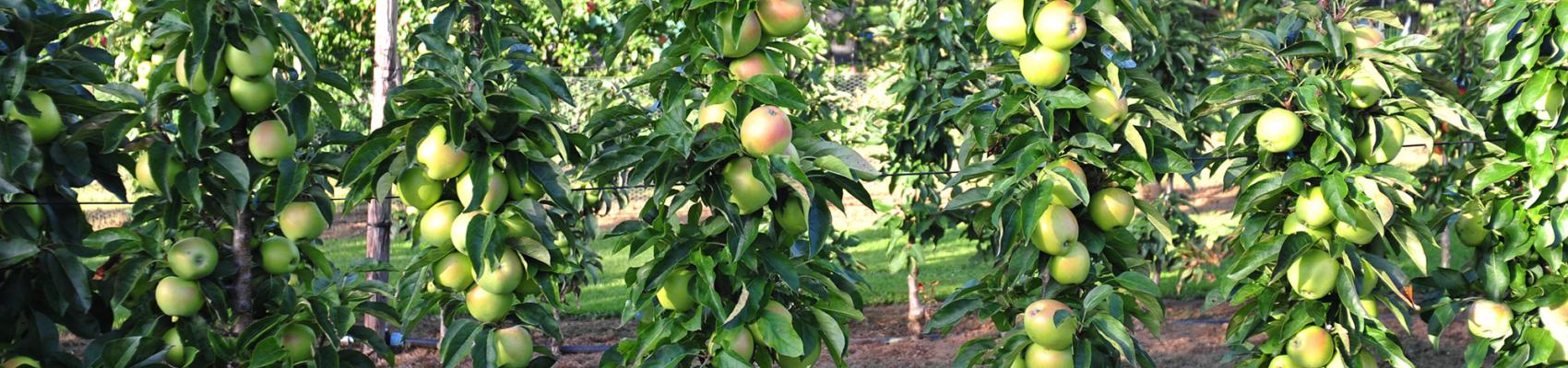 Goldlane Hecke Obstbäume Apfelbaum