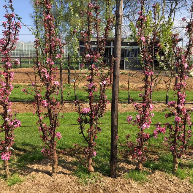 Magic blossom Blüte