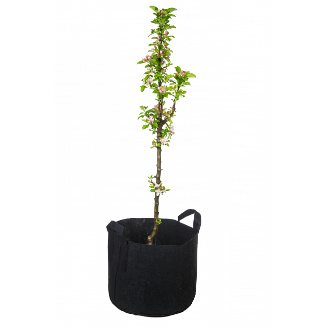 MiniTree schwarz Blüten