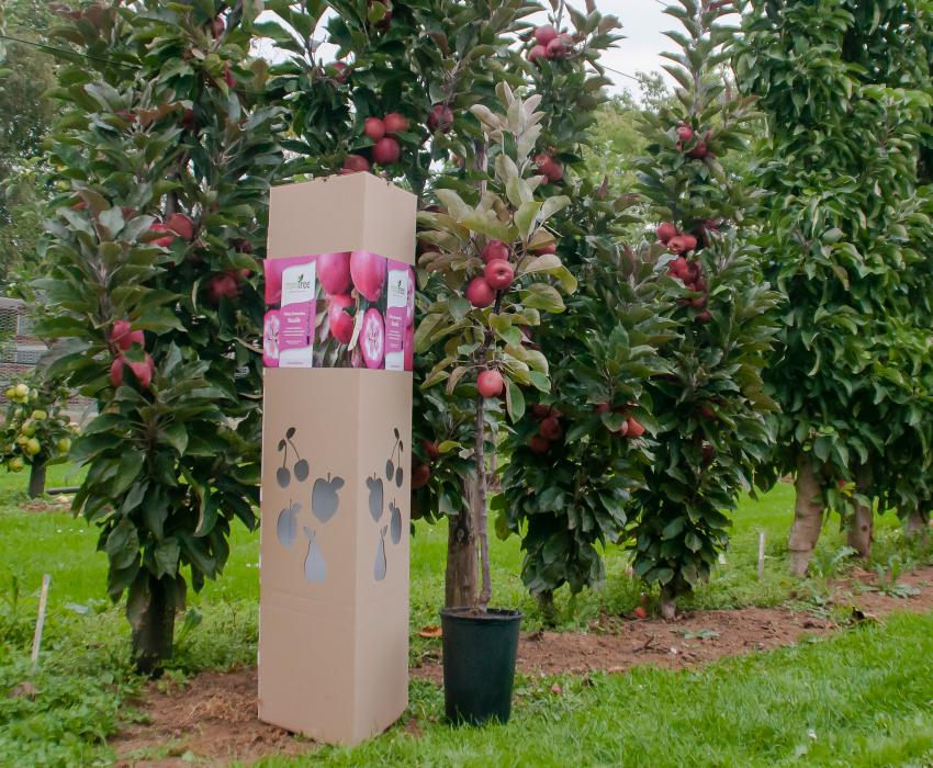 Stimmungsbild Minitree-Verpackung und Baum