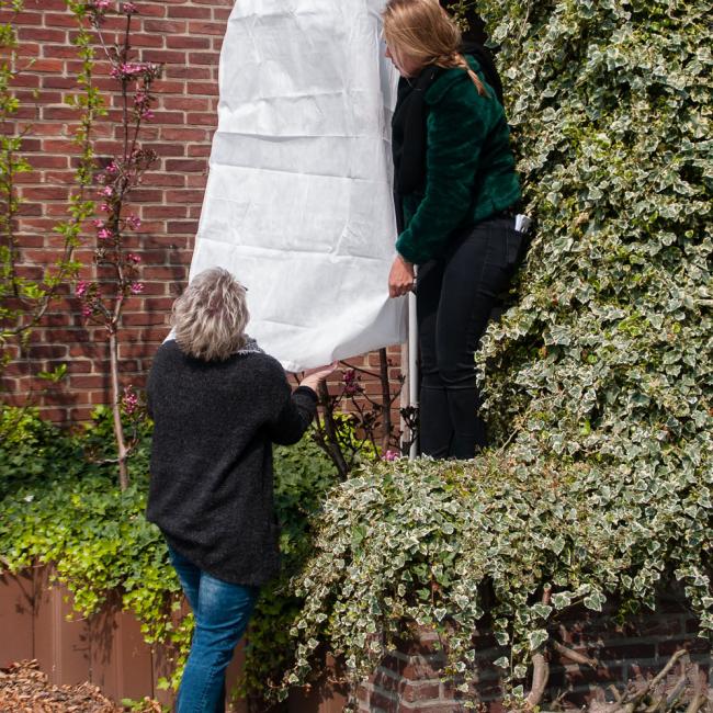 großer Blütenschutz zusammen anwenden